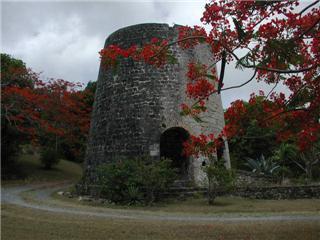Bellvue mill with flamboyant